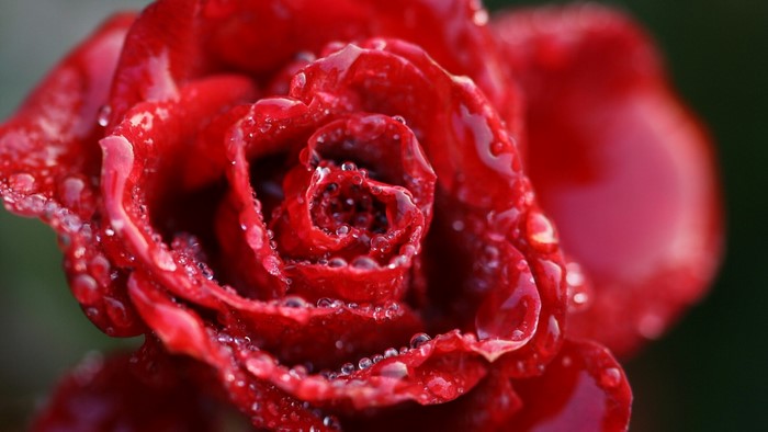 Close-up of a red rose with water droplets