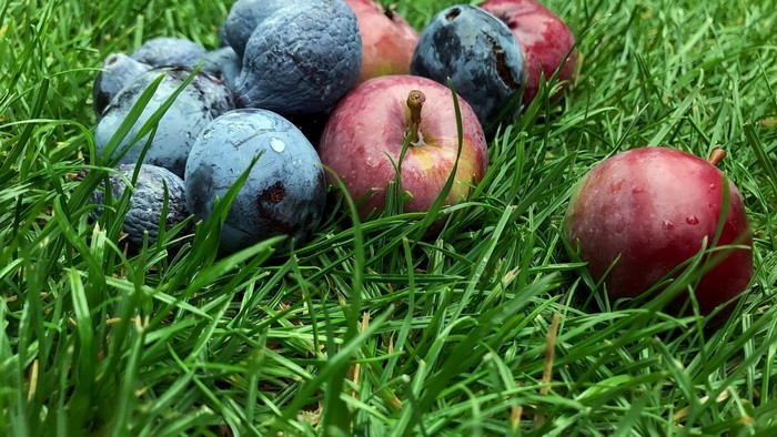 Plums and apples on green grass