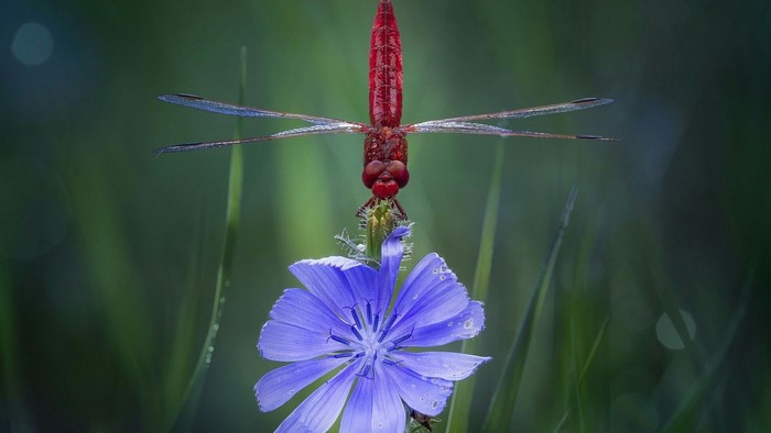 Red Dragonfly on a Blue Flower