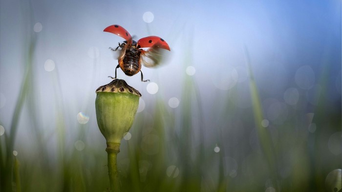 Ladybug taking flight from a poppy seed head