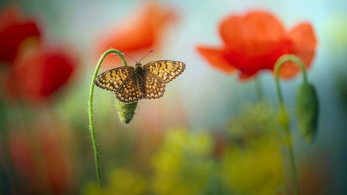 Butterfly on a poppy bud