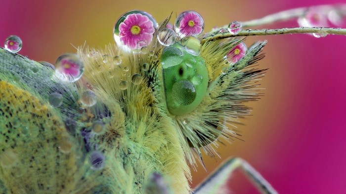 Close-up of a butterfly with water droplets and flowers