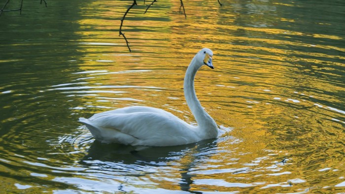 White swan swimming in a lake with reflections