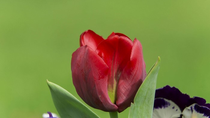 Red Tulip with Green Background