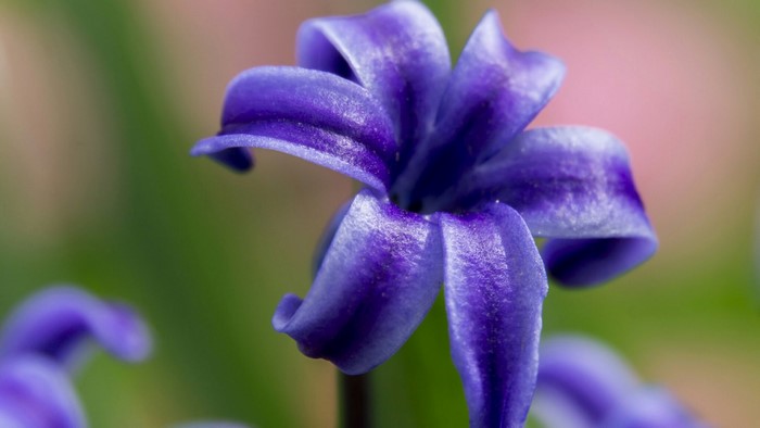 Close-up of a purple hyacinth flower