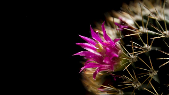 Close-up of a pink cactus flower blooming