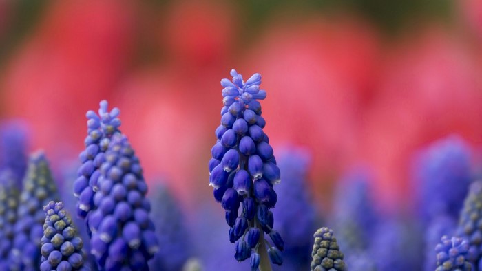 Blue Muscari Flowers with Pink Background