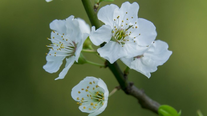 White Apple Blossoms on a Branch