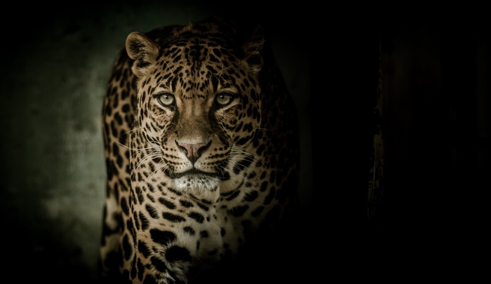 4K Leopard Portrait