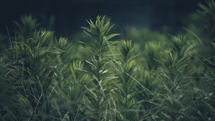 Green plants and grass in a field
