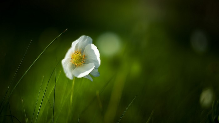 White flower with yellow center in grass