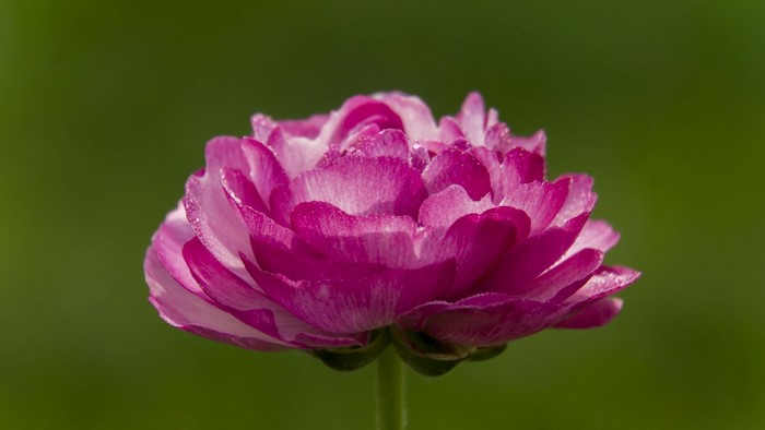 Close-up of a pink and white ranunculus flower