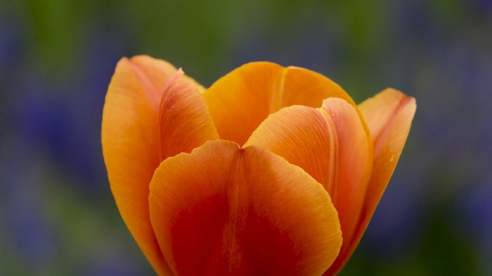 Close-up of an orange tulip