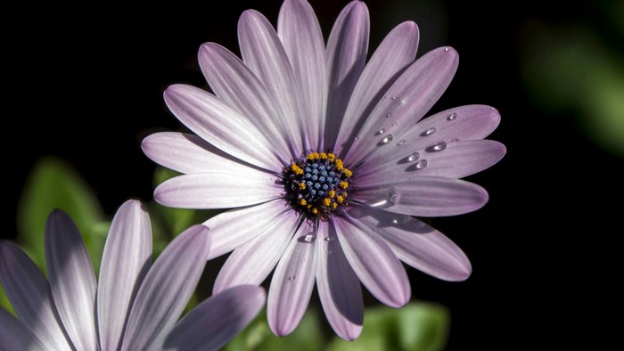 Osteospermum flower with water droplets