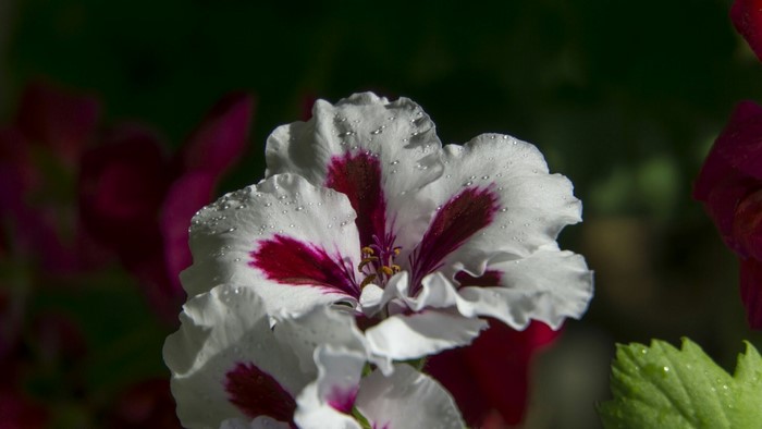 White and burgundy geranium flower with water droplets