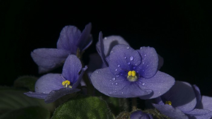 Close-up of African Violet flowers with water droplets