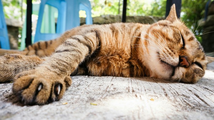 Tabby cat sleeping on concrete