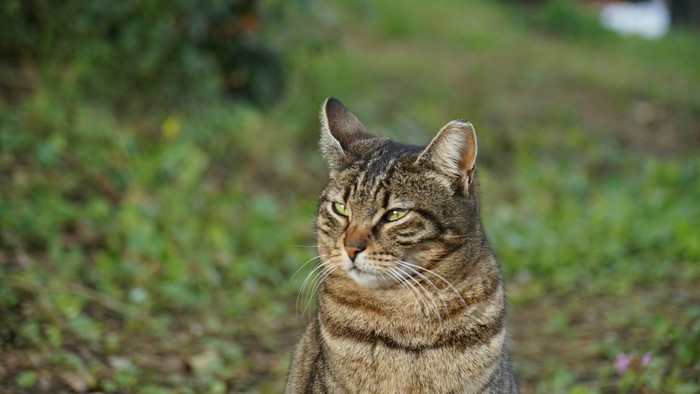 Tabby cat sitting outdoors