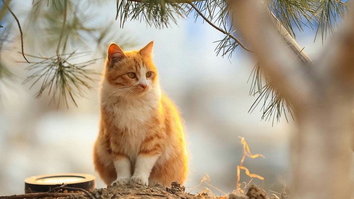 Orange and white cat sitting outdoors