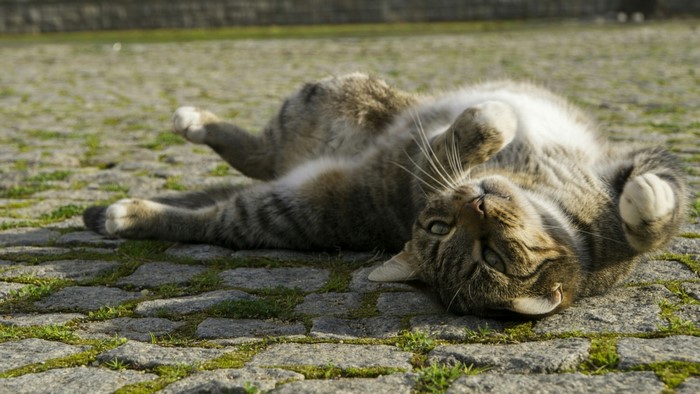 Tabby cat lying on cobblestone ground