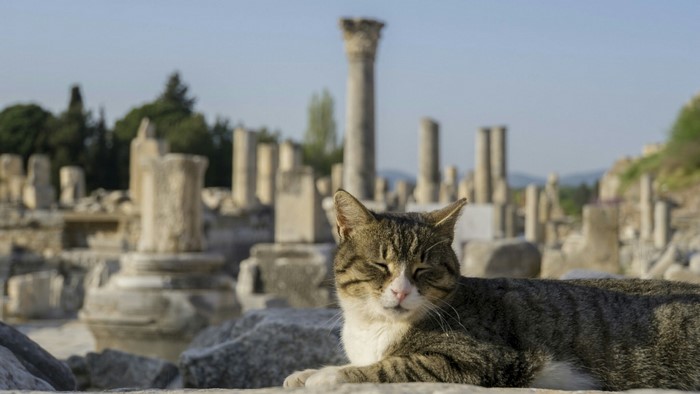 Cat resting at ancient ruins