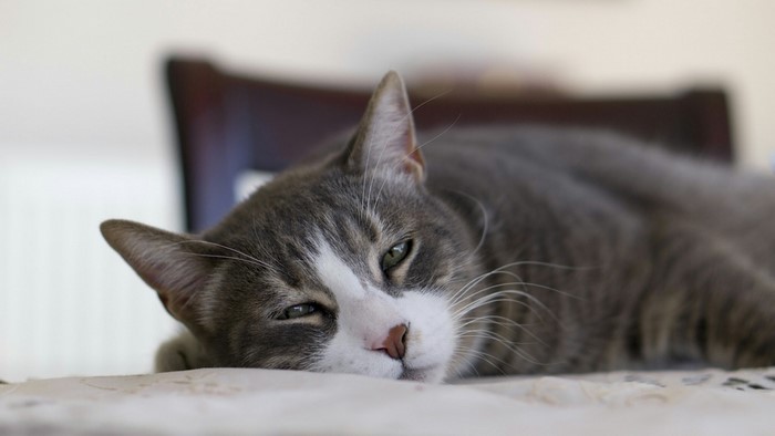 Gray tabby cat lying on a table