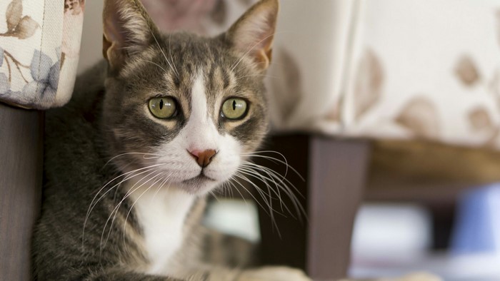 Tabby cat with green eyes indoors