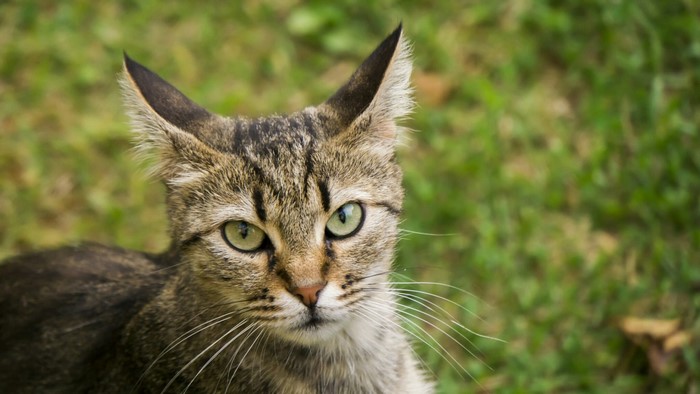 Close-up of a tabby cat's face