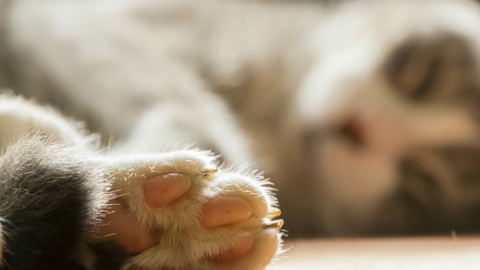 Close-up of a sleeping cat's paw
