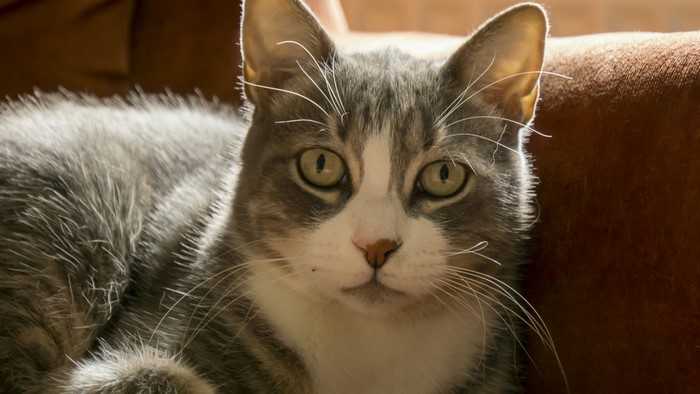 Close-up of a tabby cat's face