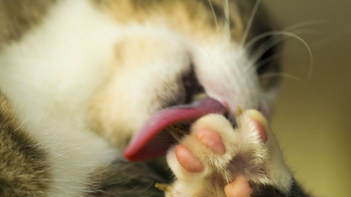 Close-up of a cat grooming its paw
