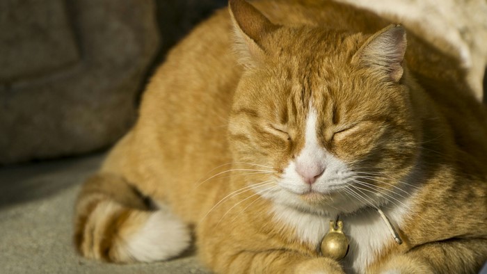 Orange tabby cat with a bell collar