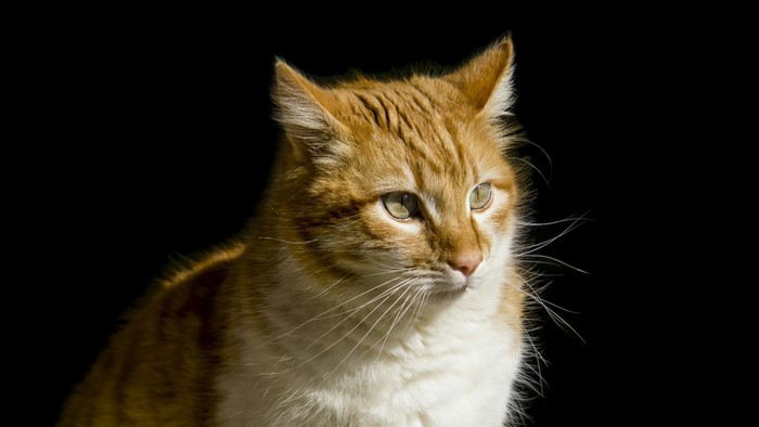 Orange tabby cat with green eyes
