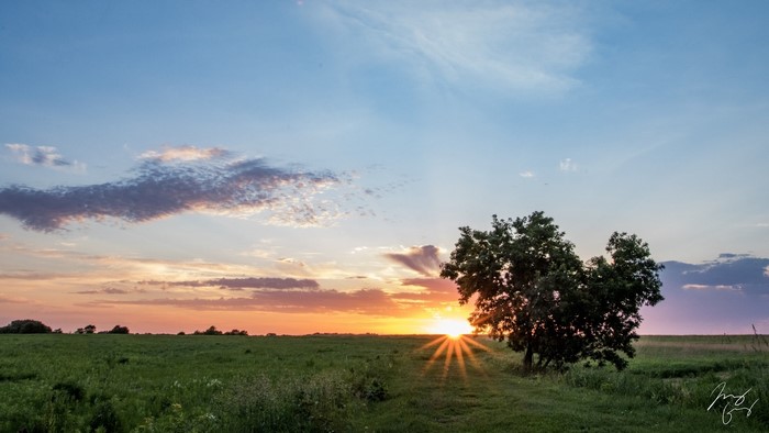 Sunset over a grassy field with a lone tree