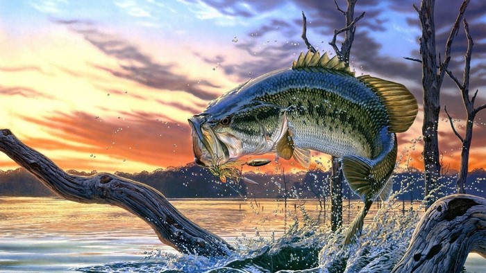 Large Bass Leaping from Water at Sunset