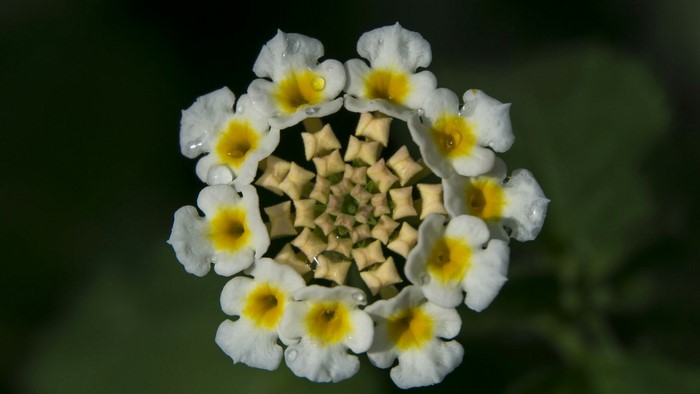 Close-up of a white and yellow flower with water droplets