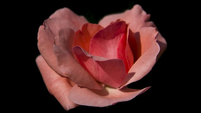 Close-up of a pink rose