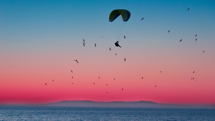 Parachutist flying over the ocean at sunset with birds