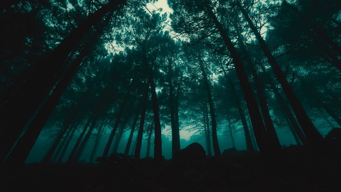 Dark forest with tall trees and mist