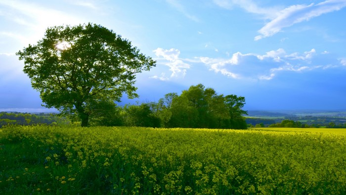 Tree in a field of yellow flowers under a blue sky
