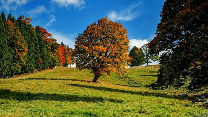 Autumn tree on a grassy hill with blue sky