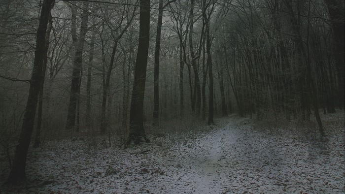 Snowy forest path with bare trees
