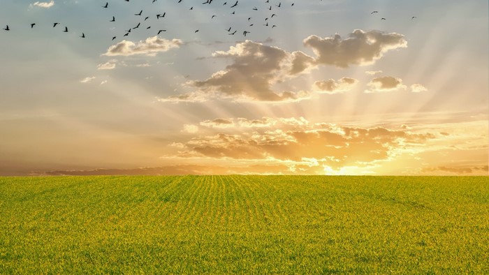 Sunset over a green field with birds flying