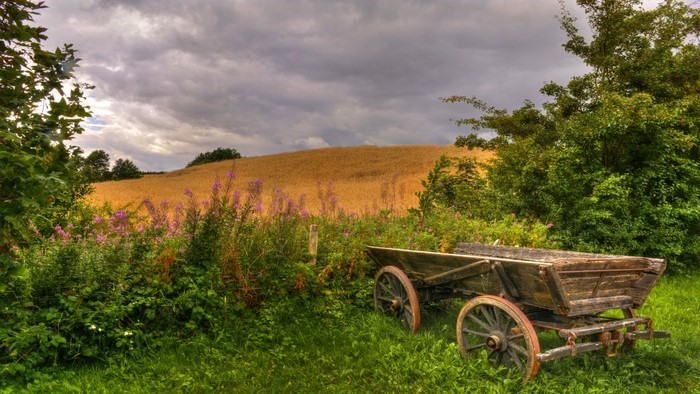 Old wooden cart in a field with flowers