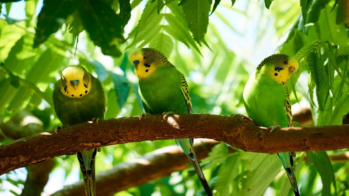 Three green budgerigars perched on a branch