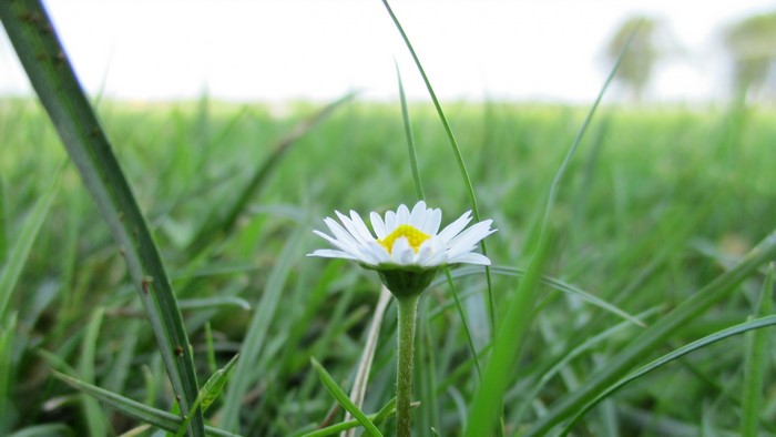 4K Daisy Flower in Green Grass