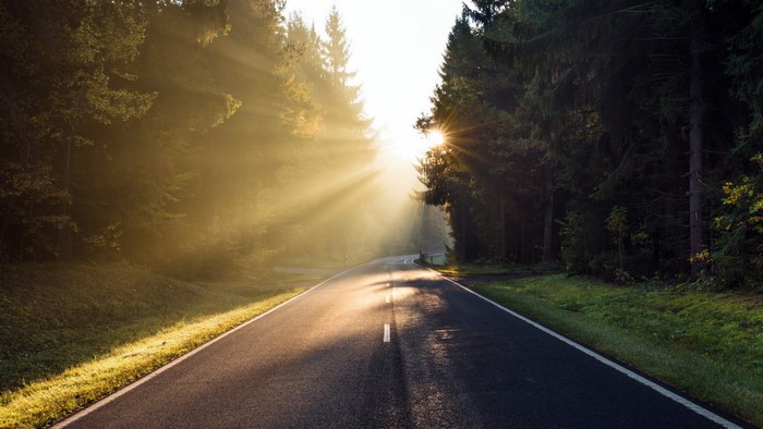 Sunlight beams through trees onto a road
