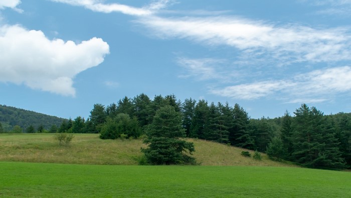 Grassy Hillside with Pine Forest and Clouds