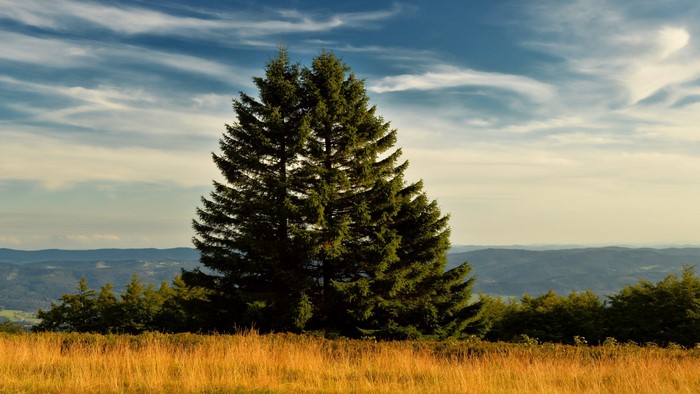 Large evergreen tree on a grassy hill with mountains in the distance