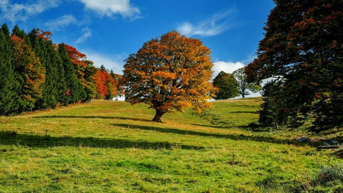 Autumn tree on a grassy hill